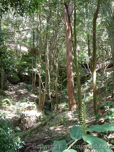 Rainforest gully_3